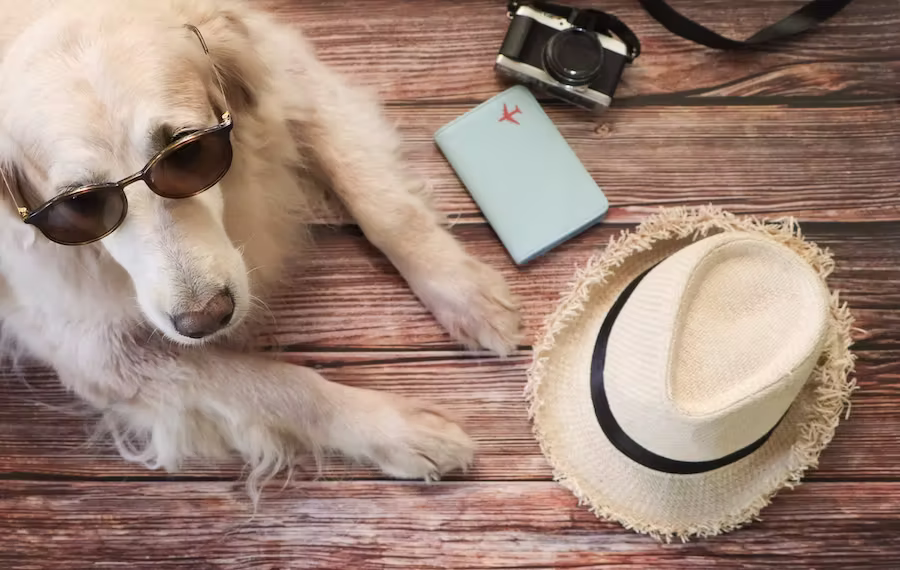 Assicurazione viaggio per cani e gatti